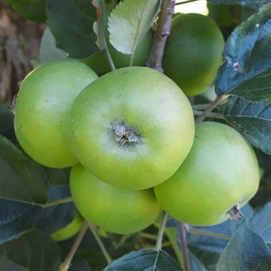 Cider Apple Tree 'Vilberie' - Click Image to Close