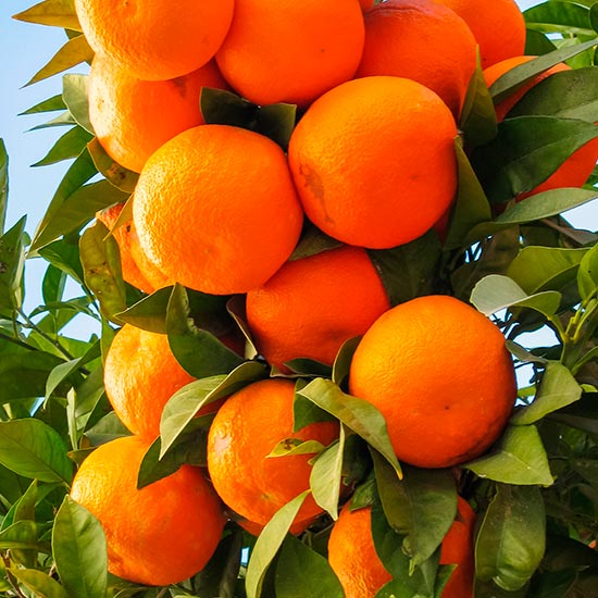 Calamondin Tree (Calamansi Lime) - Click Image to Close