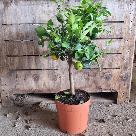 Calamondin Tree (Calamansi Lime) - Click Image to Close