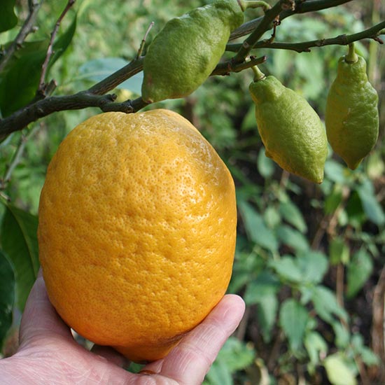 Four Seasons Lemon Tree (Lunario Lemon) - Click Image to Close