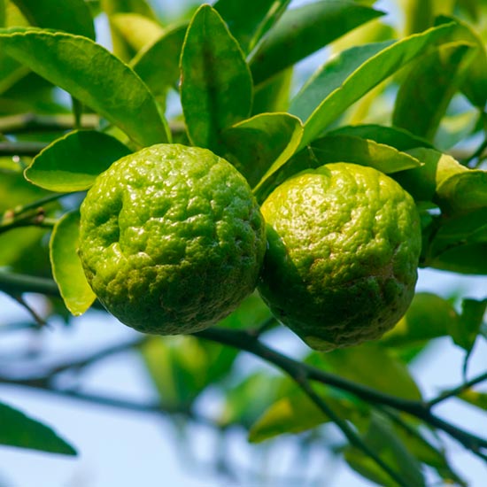 Kaffir Lime Tree (Makrut Lime) - Click Image to Close