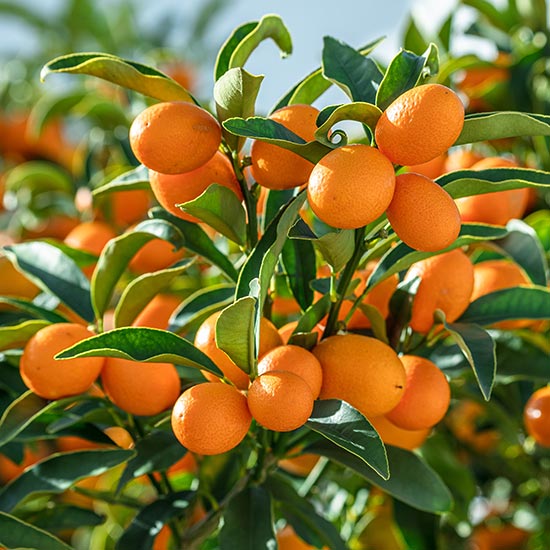 Kumquat Tree