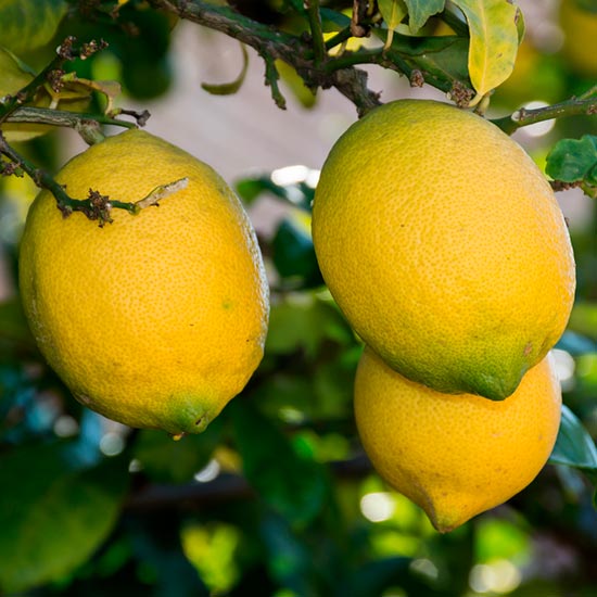 Meyer Lemon Tree - Click Image to Close