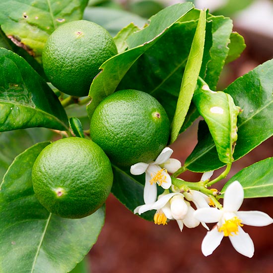 Tahiti Lime Tree - Click Image to Close