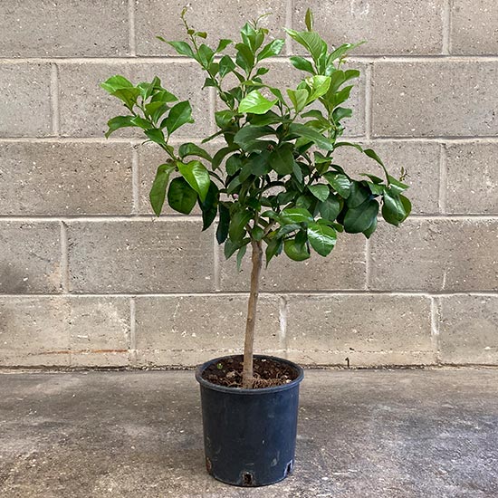 Tahiti Lime Tree - Click Image to Close