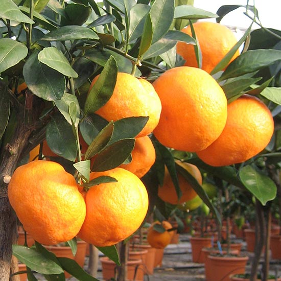Bigardier Orange Tree