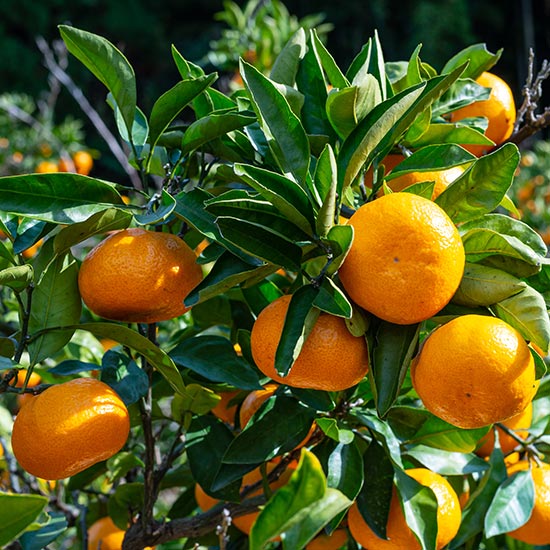 Satsuma Tree - Click Image to Close