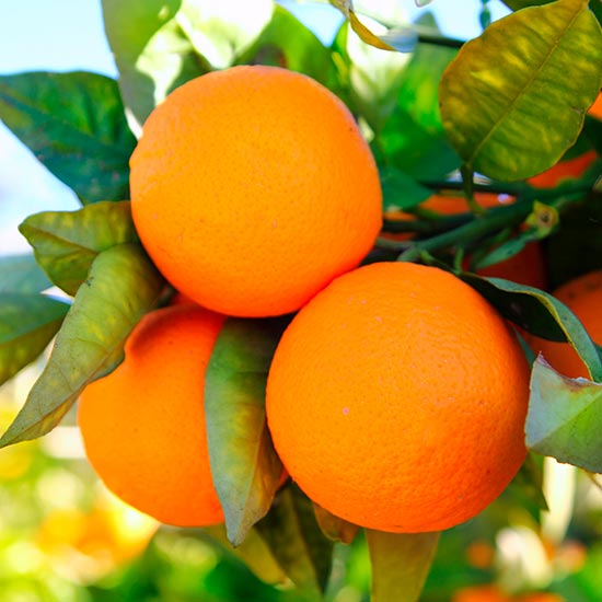 Seville Orange Tree - Click Image to Close