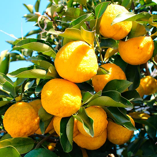 Yuzu Lemon Tree - Click Image to Close