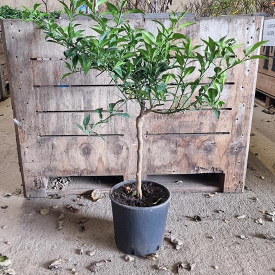 Yuzu Lemon Tree - Click Image to Close