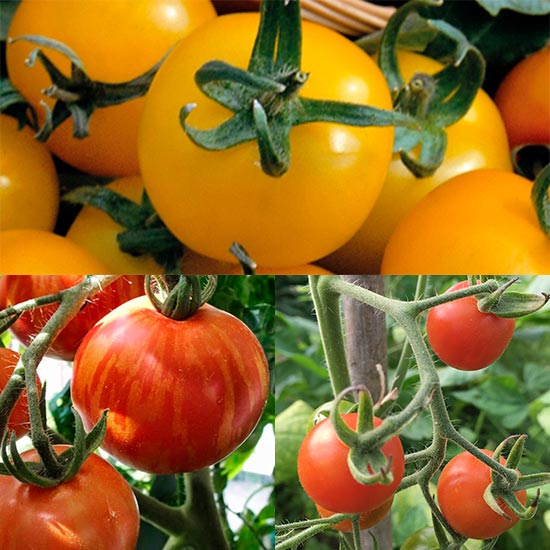 Colourful Tomato Collection (15 plants) - Click Image to Close