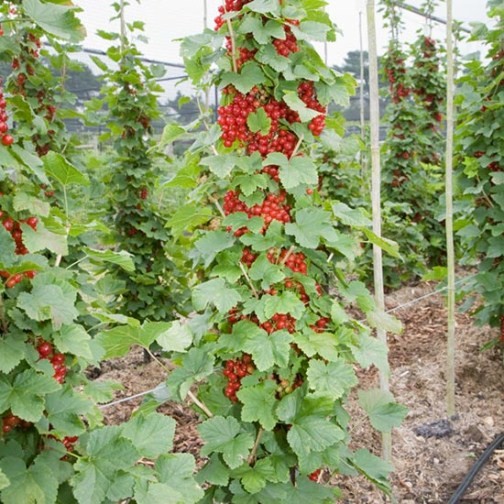 Redcurrant Cordon 'Rovada' (Pot Grown) - Click Image to Close