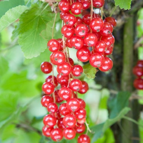 Redcurrant Cordon 'Rovada' (Pot Grown) - Click Image to Close