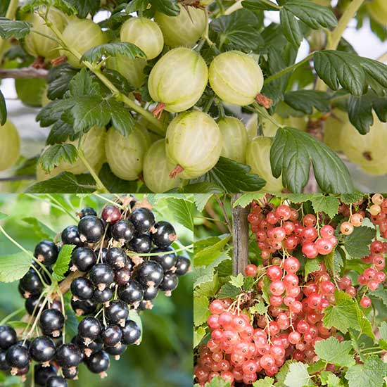 Currant & Gooseberry Collection (3 Bushes)