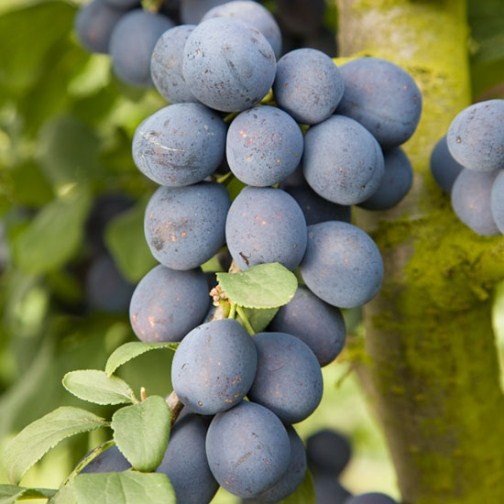 Damson Tree 'Farleigh' - Click Image to Close