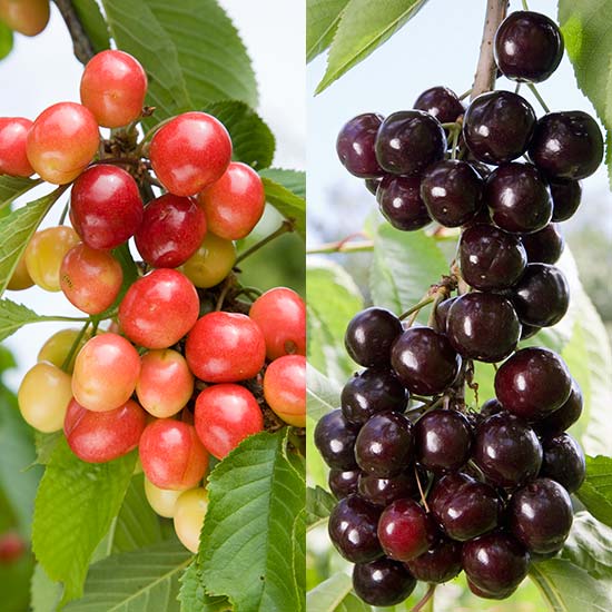 Duo Cherry (Napoleon Bigarreau/Van)