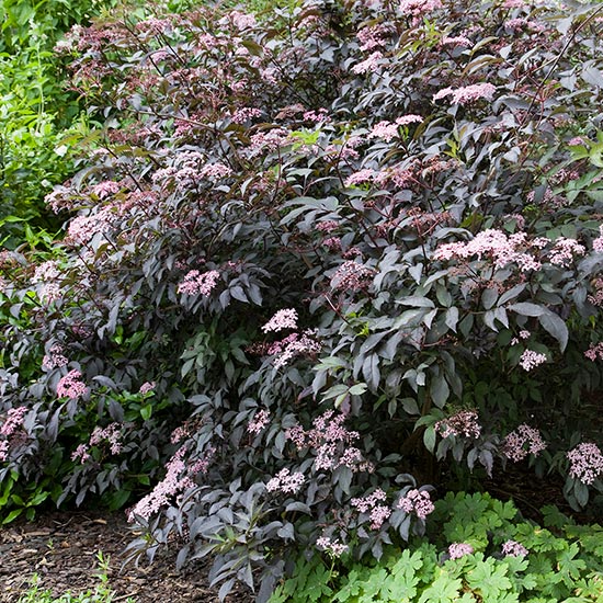 Elderberry Bush 'Black Beauty' - Click Image to Close
