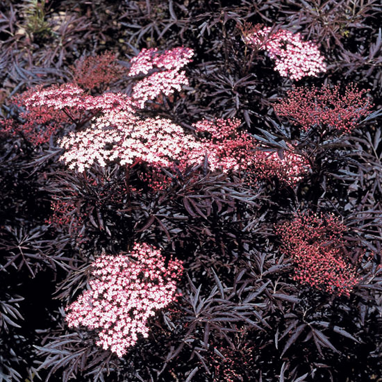 Elderberry Bush 'Black Lace' - Click Image to Close