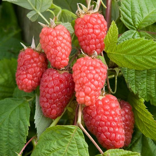 Raspberry 'Cascade Delight' (3 cell grown plants) - Click Image to Close
