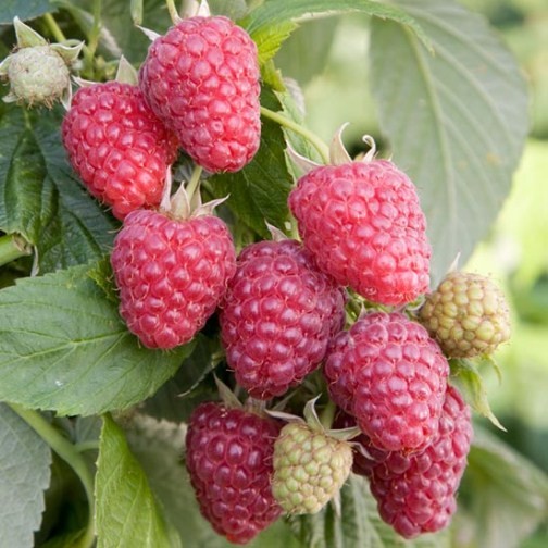 Raspberry 'Joan J' (3 cell grown plants) - Click Image to Close