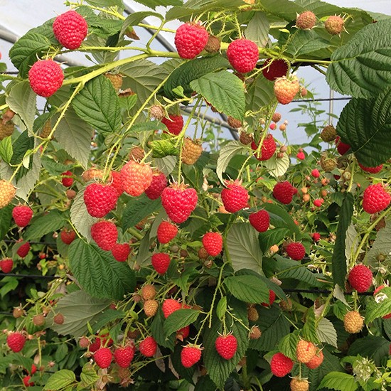 Raspberry 'Paris' (6 cell grown plants) - Click Image to Close
