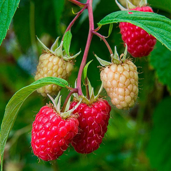 Raspberry 'Glen Mor' (3 cell grown plants) - Click Image to Close