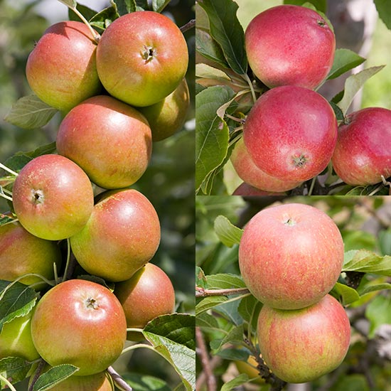 Family Apple (Cox/Lord Lambourne/Worcester Pearmain)