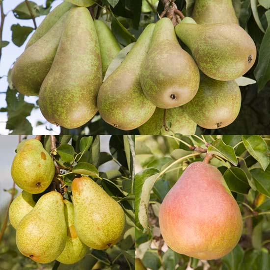 Family Pear (Williams/Comice/Conference) - Click Image to Close