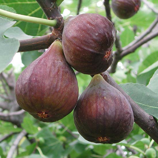 Fig Tree 'Chelsea' - Click Image to Close