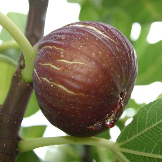 Fig Tree 'Madeleine de Deux Saisons' - Click Image to Close