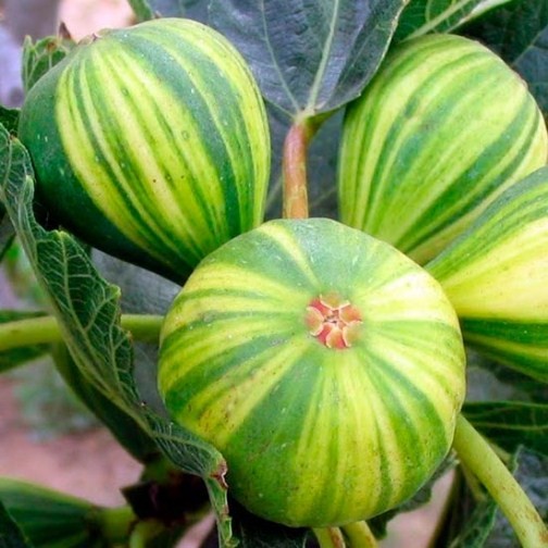 Fig Tree 'Panachee'