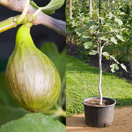 Standard Fig Tree 'Brown Turkey' - Click Image to Close