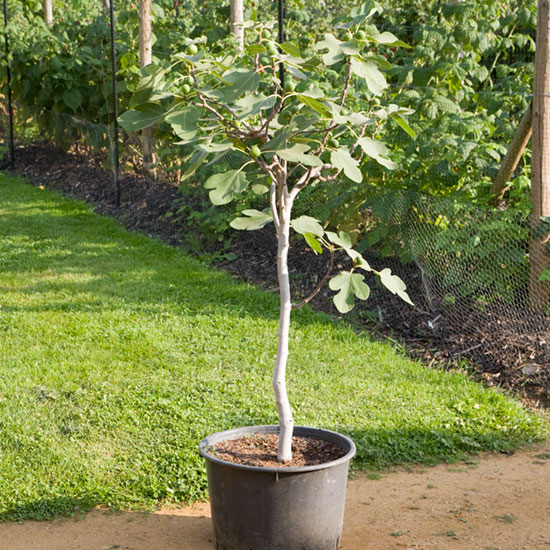 Standard Fig Tree 'Brown Turkey' - Click Image to Close