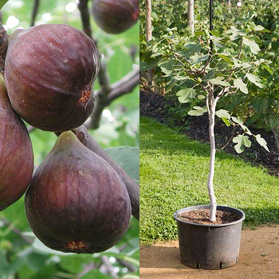 Standard Fig Tree 'Chelsea' - Click Image to Close