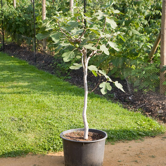 Standard Fig Tree 'Chelsea' - Click Image to Close