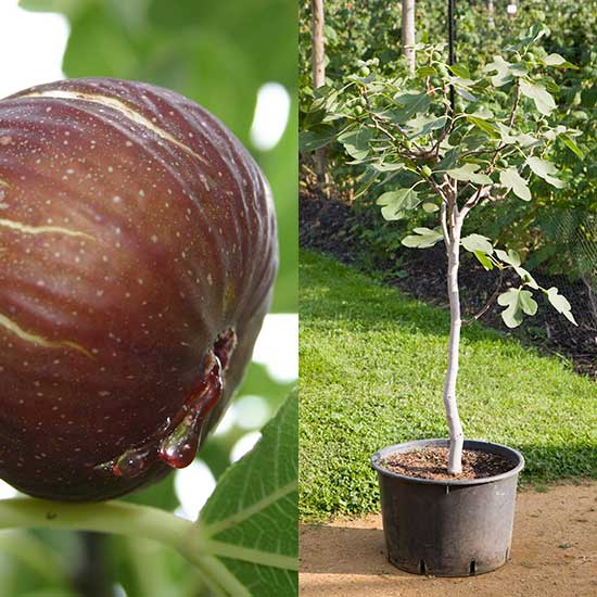 Standard Fig Tree 'Madeleine de Deux Saisons'