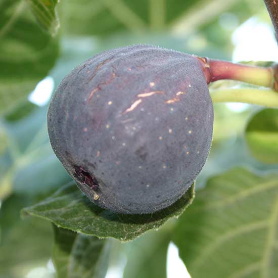 Patio Fig Tree 'Sultane' - Click Image to Close