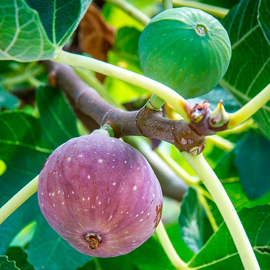 Fig Tree 'Violette Dauphine' - Click Image to Close