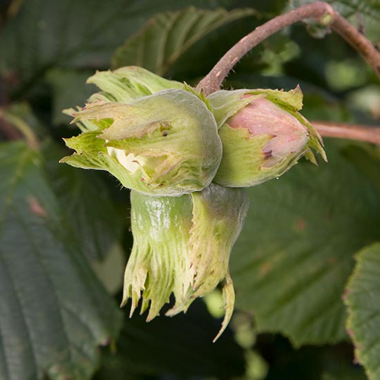 Filbert Tree 'Pearson's Prolific' (Hazelnut)