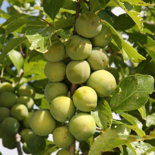 Gage Tree 'Old Greengage' - Click Image to Close
