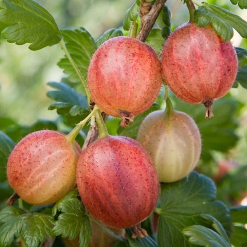 Gooseberry Bush 'Captivator' - Click Image to Close