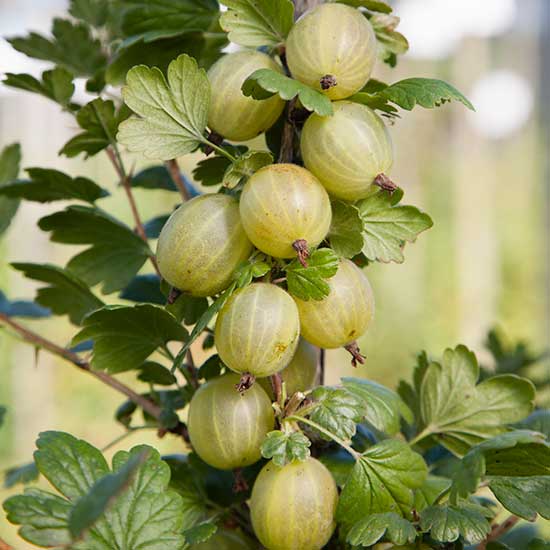 Gooseberry Bush 'Hinnonmaki Green' - Click Image to Close