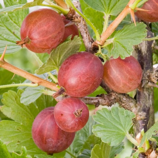 Gooseberry Bush 'Hinnonmaki Red' - Click Image to Close