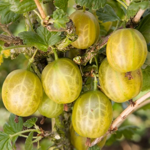 Gooseberry Bush 'Hinnonmaki Yellow' - Click Image to Close