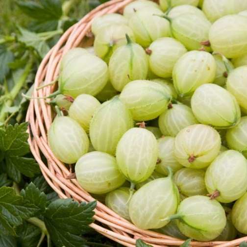 Gooseberry Bush 'Invicta' - Click Image to Close