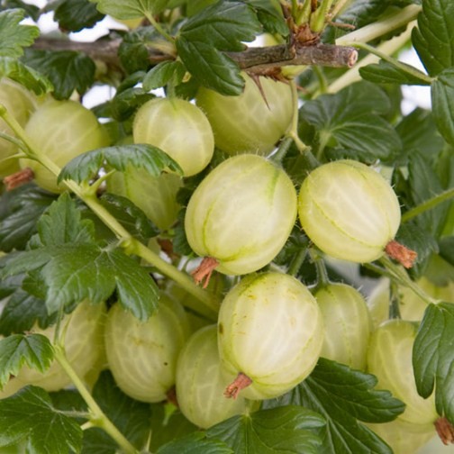 Gooseberry Bush 'Invicta' - Click Image to Close