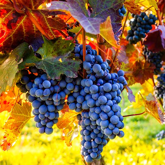 Grape Vine 'Boskoop Glory' (Pot Grown) - Click Image to Close
