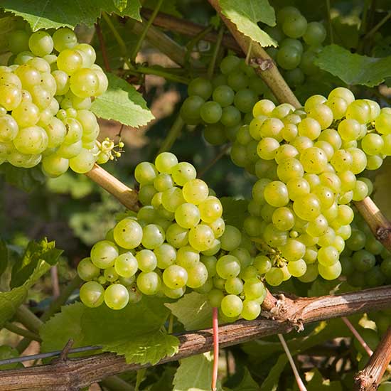Grape Vine 'Chardonnay' (Pot Grown) - Click Image to Close