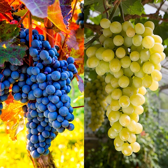 Outdoor Grape Collection (2 Vines)