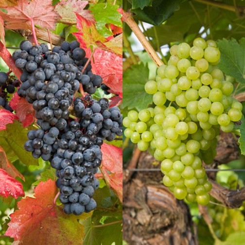 Outdoor Grape Collection (2 Pot Grown Vines) - Click Image to Close